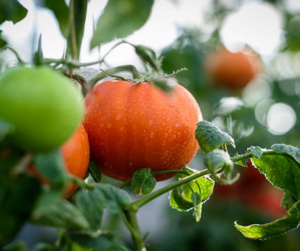 ТЕХНОНИКОЛЬ начала экспорт субстратов для сельского хозяйства в Саудовскую Аравию