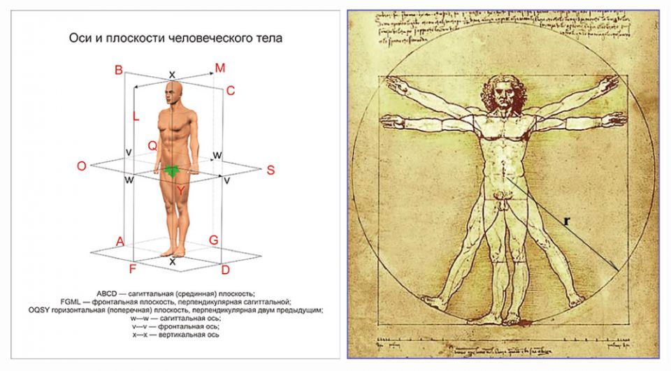 Оси и плоскости человека рисунок